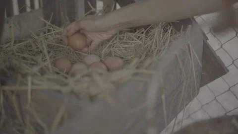 Free Range Chickens Gathering in a Rural Farmyard Under Natural Light 2 Stock Footage 336389905