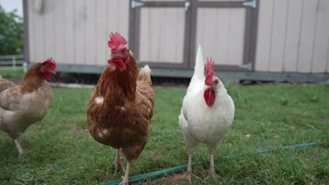Free Range Chickens on Grass Stock Footage 276251474