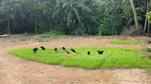 Free-Range Chickens Grazing on Green Grass in Rural West Bengal, India Stock Footage 338041020