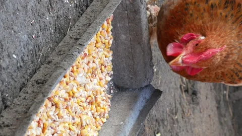 Free range chickens hens pecking corn and food Stock-Footage 91164752