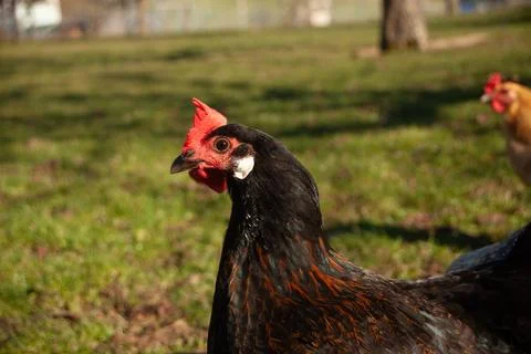 Free range chickens lay eggs in the garden. Animal-welfare housing at home. Stock Photos