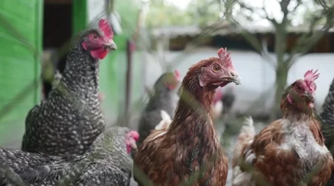 Free Range Chickens looking throught the fence in slow motion Video stock 44294508