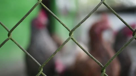 Free Range Chickens looking throught the fence in slow motion Stock Footage 44294737