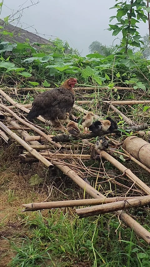 Free-Range Chickens in the Mountains of Sapa, Vietnam Video stock 319795485