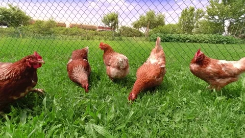 Free range chickens with moving train in the background Stock Footage 172547196
