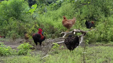 Free range chickens or hens and a rooster sitting on a fallen branch Stock Footage 152862236