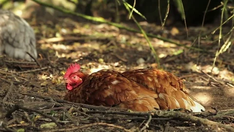 Free Range chickens outside enjoying the sunshine Stock Footage 72552067