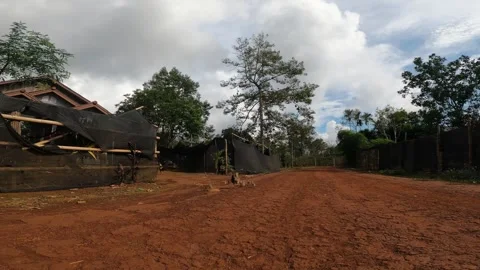 Free-Range Chickens Outside a Rural Home Stock Footage 343129341