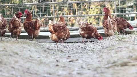 Free range chickens outside in the Winter time Vídeo Stock 72240049