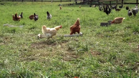 Free range chickens in pasture 2.mp4 Video stock 42996480