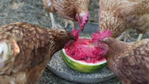 Free range chickens pecking and eating a juicy watermelon Stock Footage 337982236
