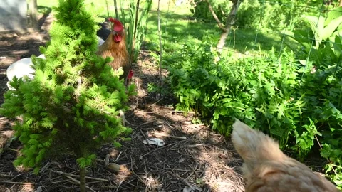 Free Range Chickens Pecking in Green Farmyard Surroundings Видео 334376741