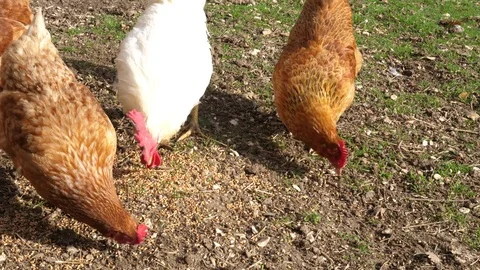 Free range chickens pecking at the ground Stock-Footage 84929743