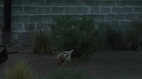 Free Range Chickens Pecking In Urban Backyard Scene Video stock 332246000