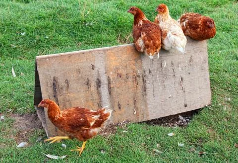 Free range chickens Stock Photos