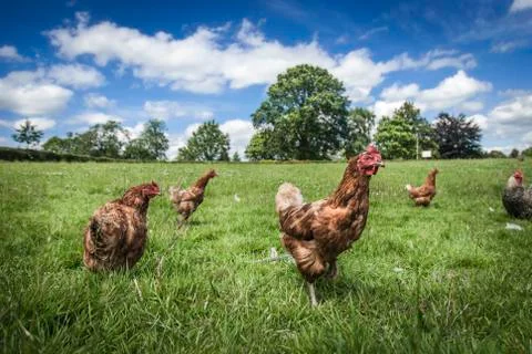 Free Range Chickens Stock Photos