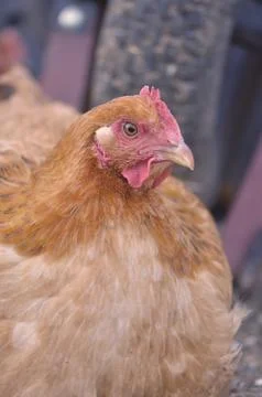 Free range chickens Stock Photos