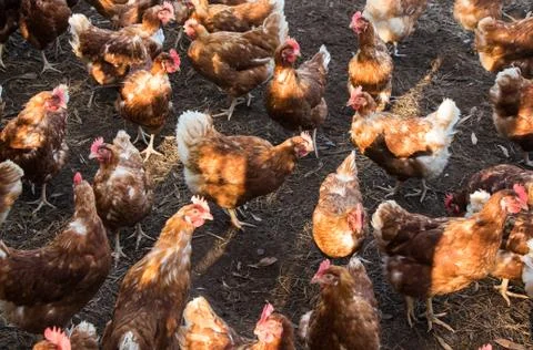 Free range chickens Stock Photos