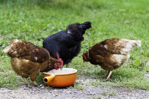 Free range chickens Stock Photos