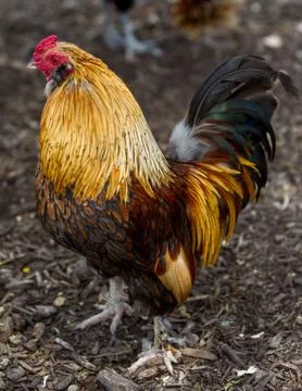 Free Range Chickens Stock Photos