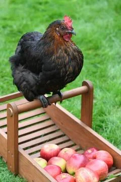 Free range chickens Stock Photos