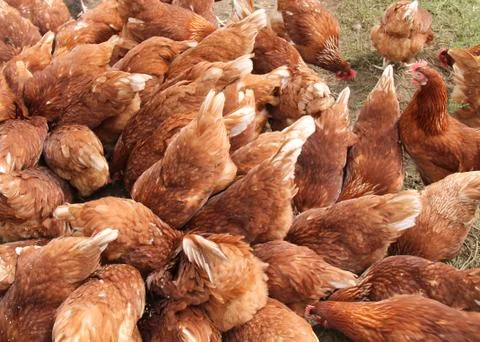Free Range Chickens. Stock Photos