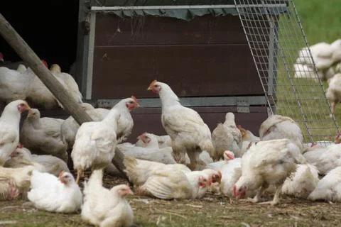 Free Range Chickens Stock Photos