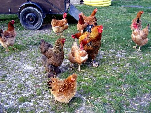 Free range chickens Stock Photos