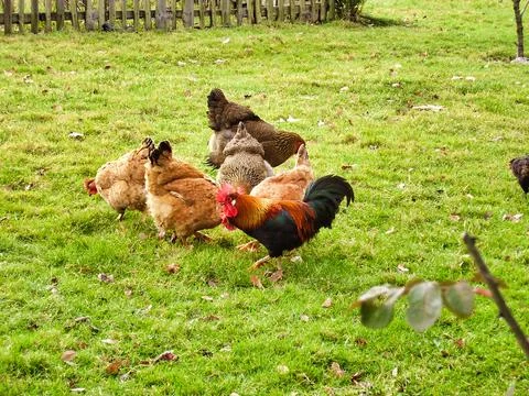 Free range chickens Foto stock
