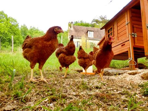Free range chickens Stock Photos