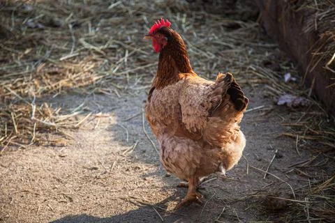 Free range chickens Stock Photos
