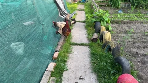 Free-range chickens roam around a greenhouse in a backyard vegetable garden Видео 338035510