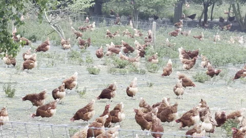 Free range chickens roaming 4K Vídeos de archivo 334105094