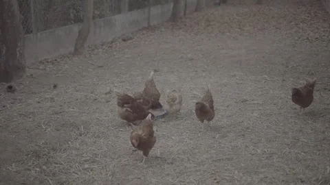 Free Range Chickens Roaming in a Rural Farm Environment Stock Footage 336741233