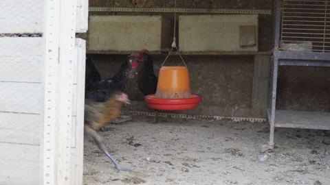 Free range chickens an roosters inside henhouse Stock Footage 173745077