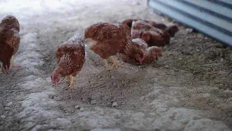 Free-range chickens, roosters or cocks roaming and pecking in an organic farm Stock Footage 147523892