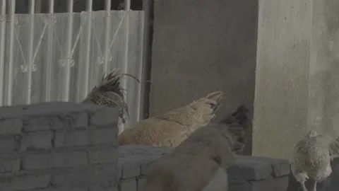 Free Range Chickens In Rural Courtyard in China 4K Stock Footage 346203161