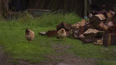 Free Range Chickens on Rural Grass Farm Stock Footage 312752174