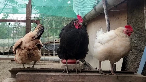 Free-Range Chickens in a Rustic Farmyard Stock-Footage 317955609