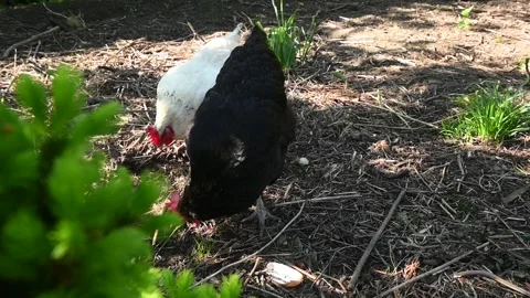 Free Range Chickens Scratching and Foraging Видео 334376697