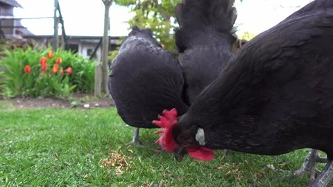 Free range chickens searching and eating worms from green grass and ground in Stock Footage 153209994