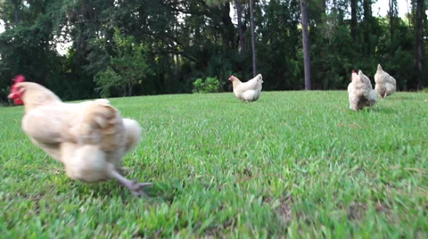 Free range chickens slow motion  Stock Footage 27543466
