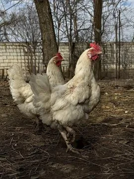 Free Range Chickens Standing In Backyard Farm Stock Photos