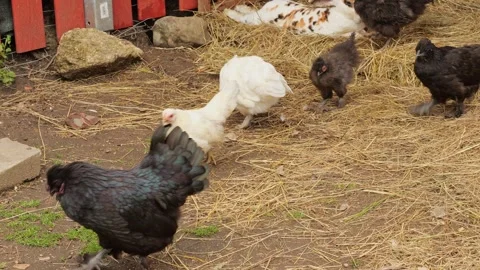 Free-range chickens stroll in a closed pen. Henhouses in the background ens.. Video stock 277027784