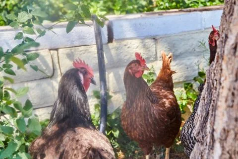 Free-Range Chickens in Sunlit Backyard with White Wall, Eye-Level View Stock-Fotos