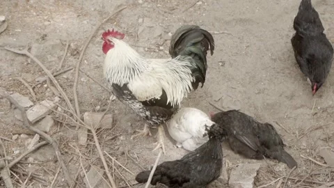 Free-range chickens take dust baths and clean their feathers with their beaks. Video stock 277461282