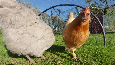 Free range chickens walking and pecking on lush green grass on a sunny day Stock Footage 323973793