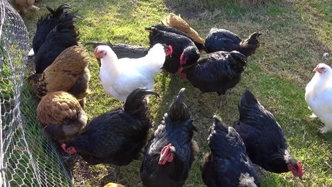 Free range chickens walking around in grass, wire fencing aside. Stock Footage 78480645
