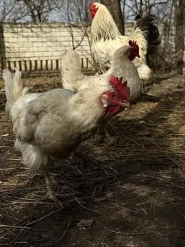 Free Range Chickens Walking In Backyard Farm Stock Photos