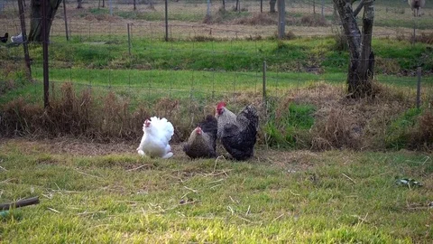Free range chickens walking in the grass. Stock Footage 78480734